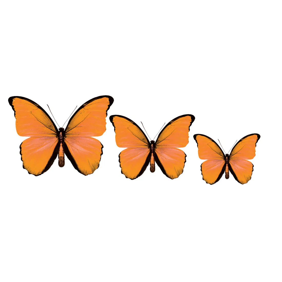 PALC-05 CIRCA 3D Butterfly Acrylic Prints Set of 3_4