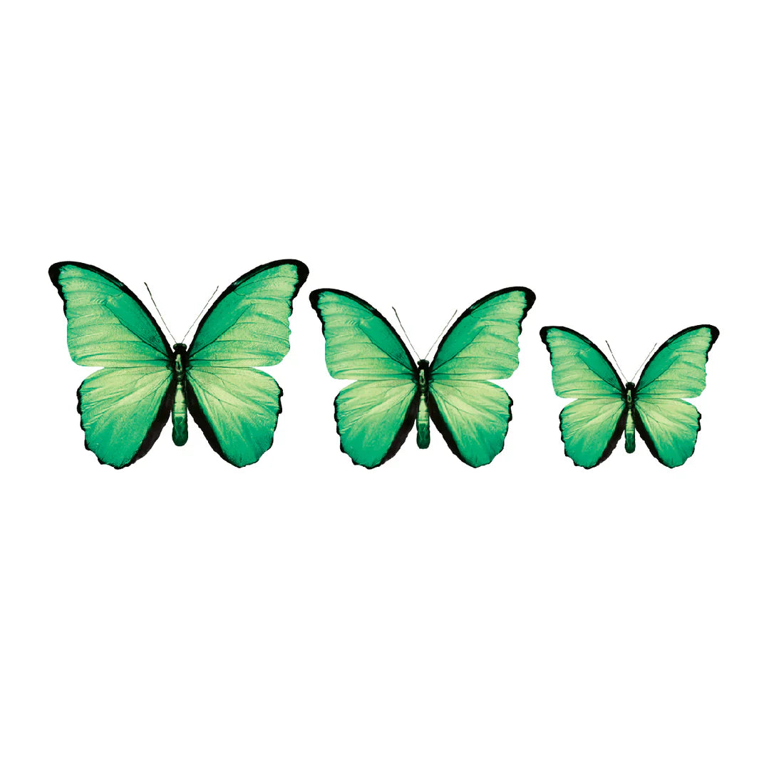 PALC-05 CIRCA 3D Butterfly Acrylic Prints Set of 3_8