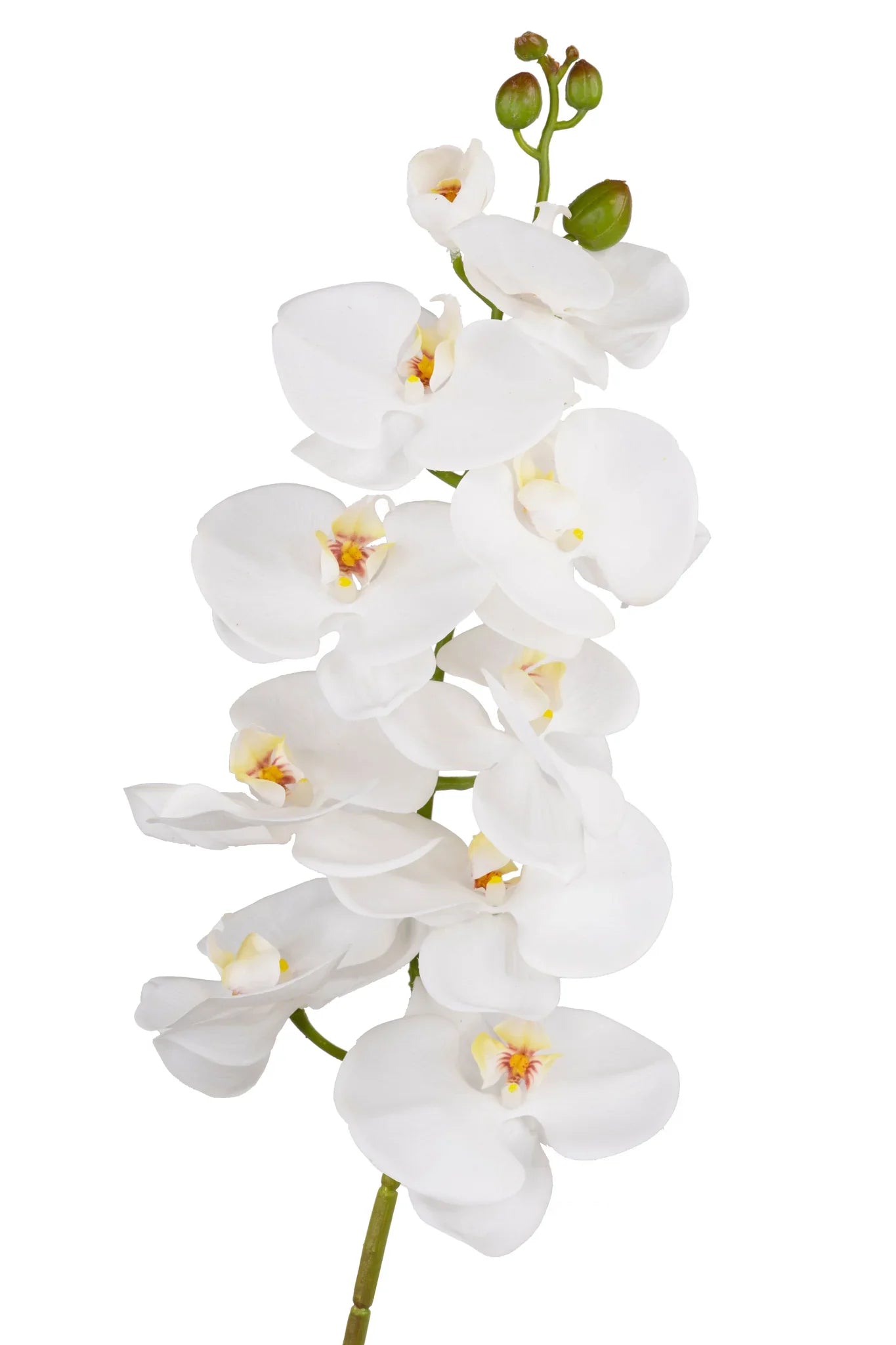 Orquidea Blanca 3